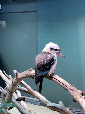 カワスイ 川崎⽔族館に投稿された画像（2021/11/29）