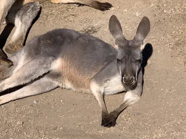 神戸どうぶつ王国に投稿された画像（2021/11/29）