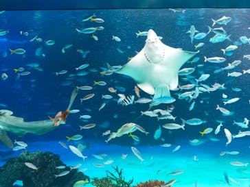 サンシャイン水族館に投稿された画像（2021/11/29）