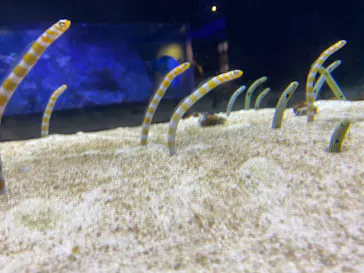 すみだ水族館に投稿された画像（2021/11/29）