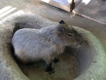 新江ノ島水族館に投稿された画像（2021/11/29）