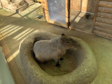 新江ノ島水族館に投稿された画像（2021/11/29）