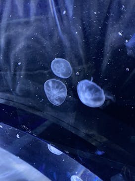 サンシャイン水族館に投稿された画像（2021/11/29）