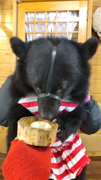 奥飛騨クマ牧場に投稿された画像（2021/11/29）
