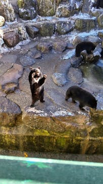 奥飛騨クマ牧場に投稿された画像（2021/11/29）