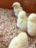 東武動物公園に投稿された画像（2021/11/29）