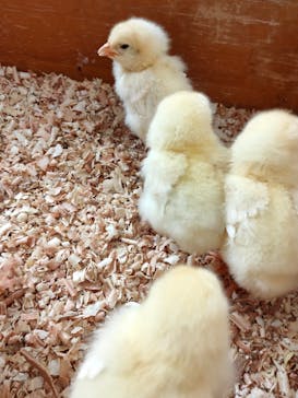 東武動物公園に投稿された画像（2021/11/29）