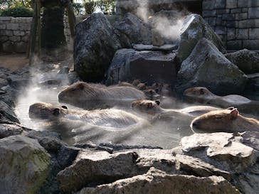 伊豆シャボテン動物公園に投稿された画像（2021/11/29）