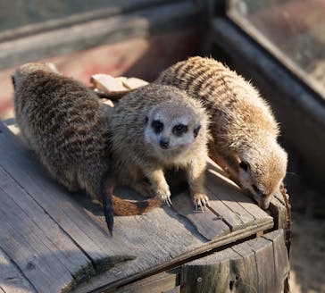 伊豆シャボテン動物公園に投稿された画像（2021/11/29）