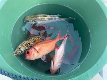 沖縄海うさぎ・海あしびに投稿された画像（2021/11/29）