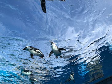 サンシャイン水族館に投稿された画像（2021/11/29）