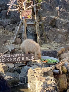 伊豆シャボテン動物公園に投稿された画像（2021/11/29）