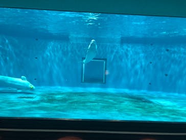 島根県立 しまね海洋館に投稿された画像（2021/11/29）