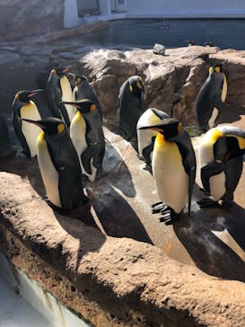 島根県立 しまね海洋館に投稿された画像（2021/11/29）