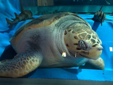 島根県立 しまね海洋館に投稿された画像（2021/11/29）