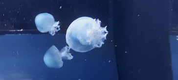 すみだ水族館に投稿された画像（2021/11/29）