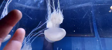すみだ水族館に投稿された画像（2021/11/29）