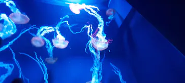 すみだ水族館に投稿された画像（2021/11/29）