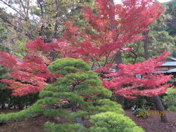 三溪園に投稿された画像（2021/11/29）