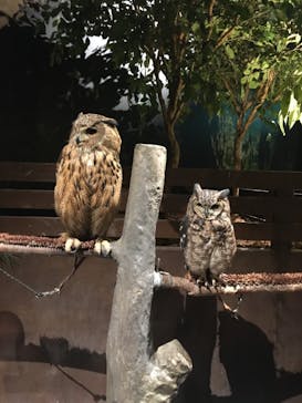 Moff animal world MARK IS みなとみらい店に投稿された画像（2021/11/30）