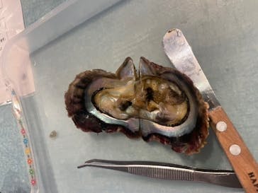 しながわ水族館に投稿された画像（2021/11/30）