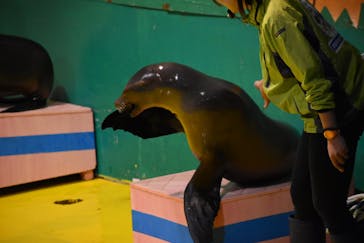 ゼロ距離水族館 伊勢シーパラダイスに投稿された画像（2021/11/30）