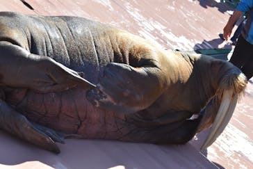 ゼロ距離水族館 伊勢シーパラダイスに投稿された画像（2021/11/30）
