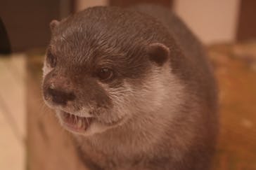 ゼロ距離水族館 伊勢シーパラダイスに投稿された画像（2021/11/30）