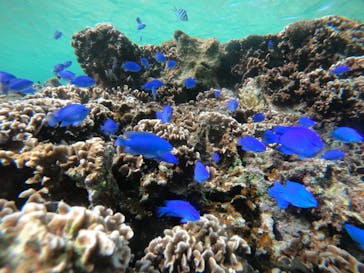 武藤潜水に投稿された画像（2021/11/30）