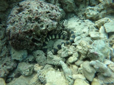 武藤潜水に投稿された画像（2021/11/30）