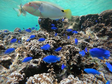 武藤潜水に投稿された画像（2021/11/30）