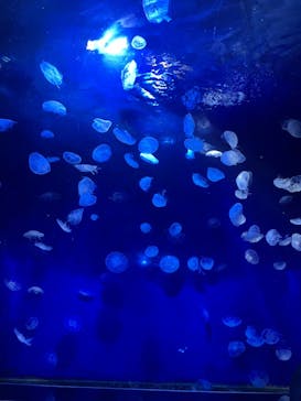 サンシャイン水族館に投稿された画像（2021/11/30）