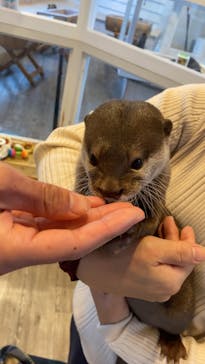 カワウソカフェHARRY原宿テラス店に投稿された画像（2021/11/30）