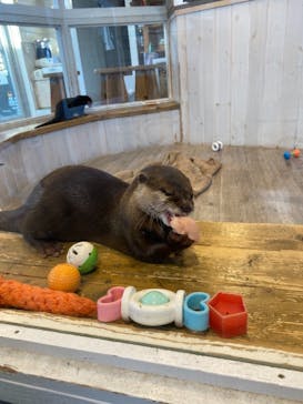 カワウソカフェHARRY原宿テラス店に投稿された画像（2021/11/30）