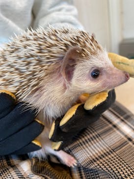 カワウソカフェHARRY原宿テラス店に投稿された画像（2021/11/30）