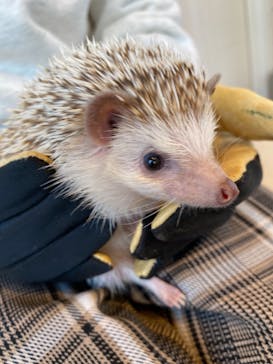 カワウソカフェHARRY原宿テラス店に投稿された画像（2021/11/30）