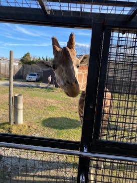 那須サファリパークに投稿された画像（2021/11/30）