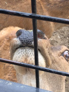 那須サファリパークに投稿された画像（2021/11/30）