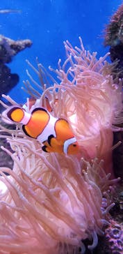 新江ノ島水族館に投稿された画像（2021/11/30）