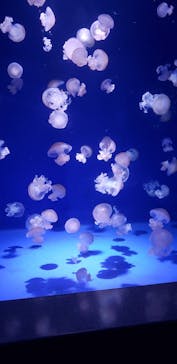 新江ノ島水族館に投稿された画像（2021/11/30）