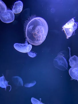 サンシャイン水族館に投稿された画像（2021/11/30）