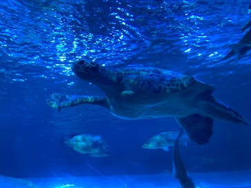 しながわ水族館に投稿された画像（2021/11/30）