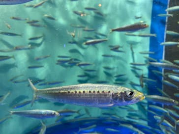 しながわ水族館に投稿された画像（2021/11/30）