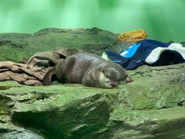 しながわ水族館に投稿された画像（2021/11/30）