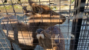 那須サファリパークに投稿された画像（2021/11/30）