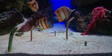 新江ノ島水族館に投稿された画像（2021/12/1）