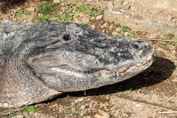 熱川バナナワニ園に投稿された画像（2021/10/22）