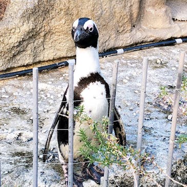 サンシャイン水族館に投稿された画像（2021/12/1）