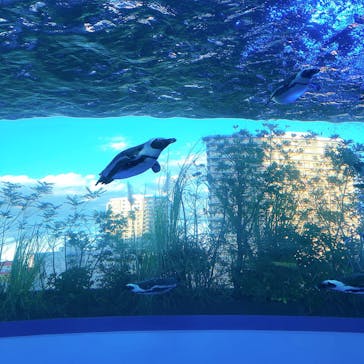 サンシャイン水族館に投稿された画像（2021/12/1）