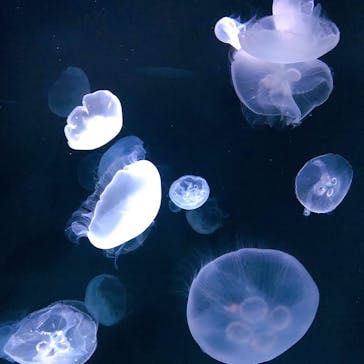 サンシャイン水族館に投稿された画像（2021/12/1）